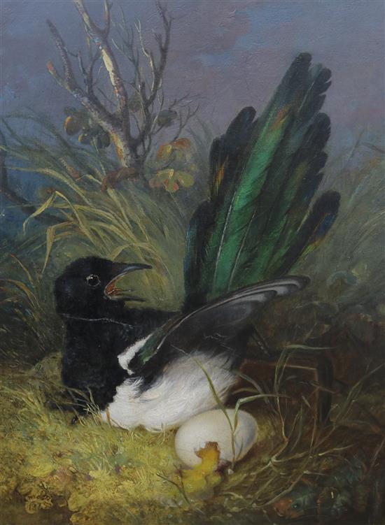 Pitman, oil on canvas, Magpie with a broken egg,